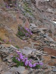 Davidson's Penstemon on rock cliff