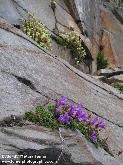 Penstemon davidsonii; Luetkea pectinata