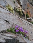 Davidson's Penstemon & Partridgefoot on rock cliff