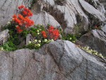 Cliff Paintbrush & Patridgefoot on rock cliff