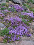 Davidson's Penstemon