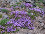 Davidson's Penstemon