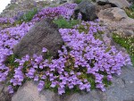 Davidson's Penstemon