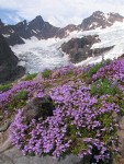 Davidson's Penstemon w/ Black Buttes & Deming Glacier bkgnd