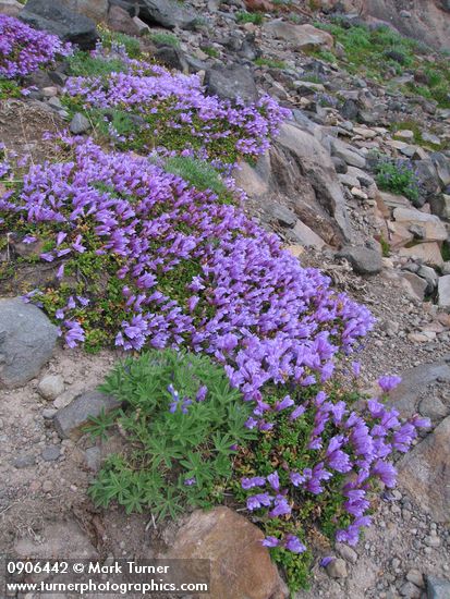 Penstemon davidsonii