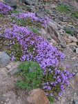 Davidson's Penstemon