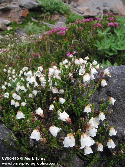 Cassiope mertensiana; Phyllodoce empetriformis