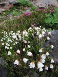 White Heather w/ Pink Mountain-heather bkgnd