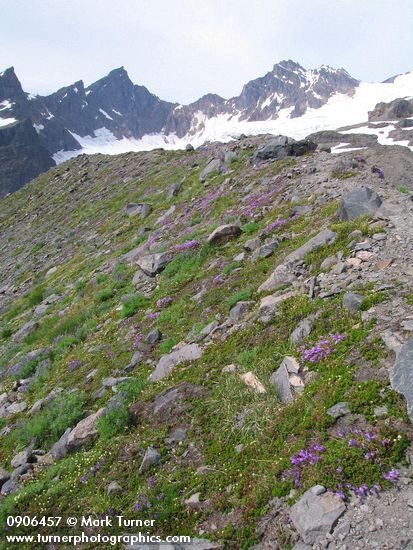 Penstemon davidsonii; Luetkea pectinata