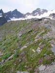 Davidson's Penstemon, Patrridgefoot on glacial moraine w/ Black Buttes bkgnd