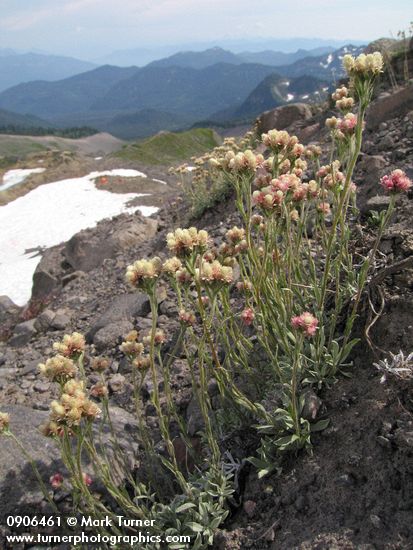 Antennaria rosea