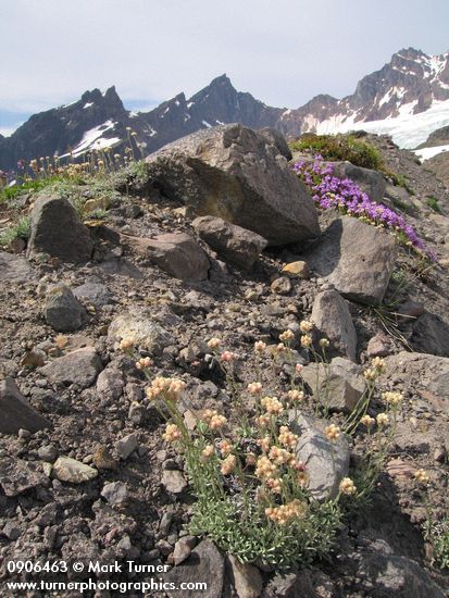 Antennaria rosea; Penstemon davidsonii