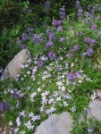 Spreading Phlox w/ Small-flowered Penstemon