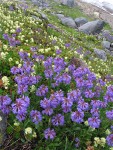 Small-flowered Penstemon w/ Partridgefoot