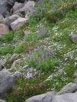 Broadleaf Lupines, Spreading Phlox, Pink Mountain-heather