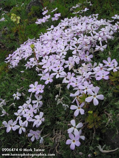 Phlox diffusa