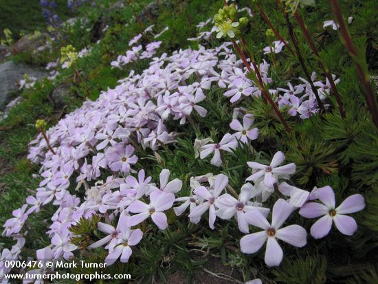 Phlox diffusa