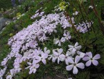 Spreading Phlox