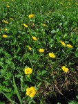 Fan-leaf Cinquefoil