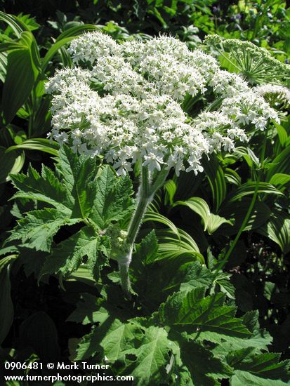 Heracleum maximum