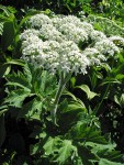 Cow Parsnip blossoms & foliage