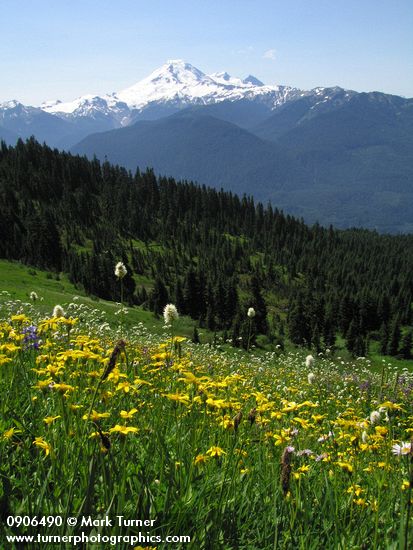 Arnica latifolia