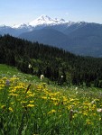 Mt. Baker beyond alpine meadow w/ Mountain Arnica