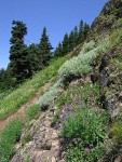 Silverback Luina, Broadleaf Lupines, Small-flowered Penstemon on rock outcrop