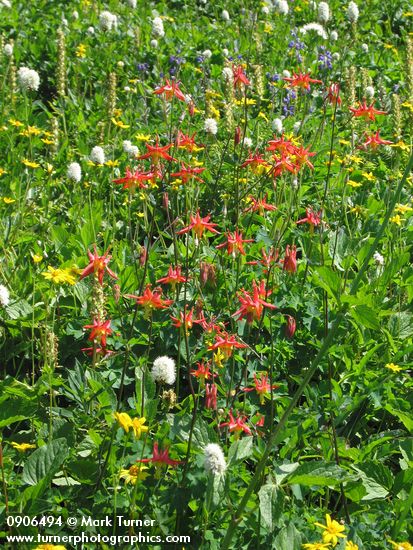 Aquilegia formosa; Polygonum bistortoides; Arnica latifolia