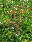 Red Columbine, Western Bistort, Mountain Arnica in subalpine meadow