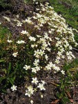 Spotted Saxifrage