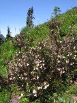 Sickletop Lousewort