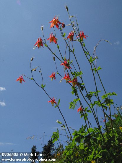 Aquilegia formosa