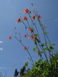 Red Columbine against blue sky