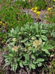 Narrowsepal Phacelia