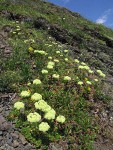 Sulphur Flower