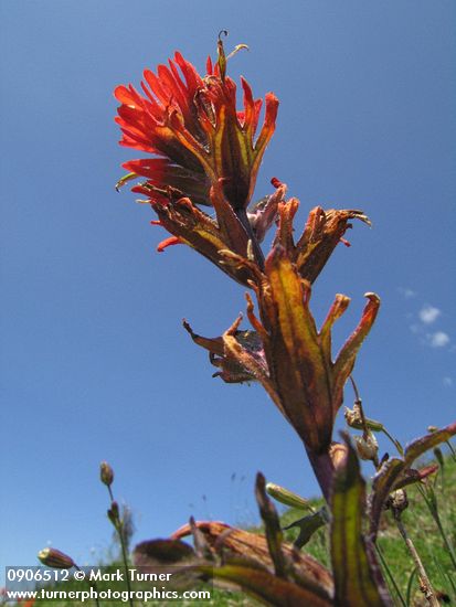 Castilleja hispida