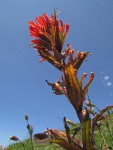 Harsh Paintbrush against blue sky