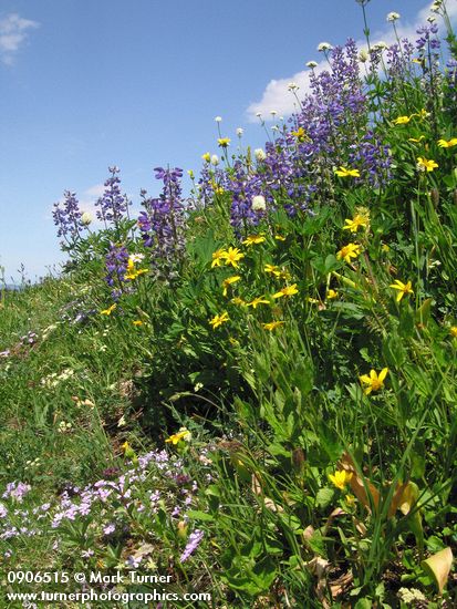 Arnica latifolia; Lupinus latifolius; Phlox diffusa; Polygonum bistortoides