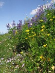 Mountain Arnica, Broadleaf Lupines, Spreading Phlox, Western Bistort in subalpine meadow