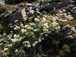 Tolmie's Saxifrage