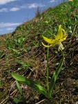 Glacier Lily