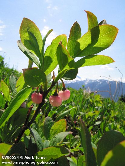 Vaccinium deliciosum