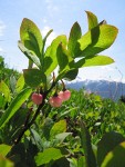 Cascades Blueberry blossoms & foliage