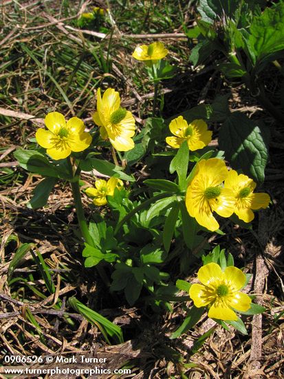 Ranunculus eschscholtzii