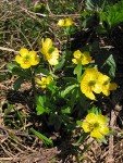 Snowpatch Buttercups