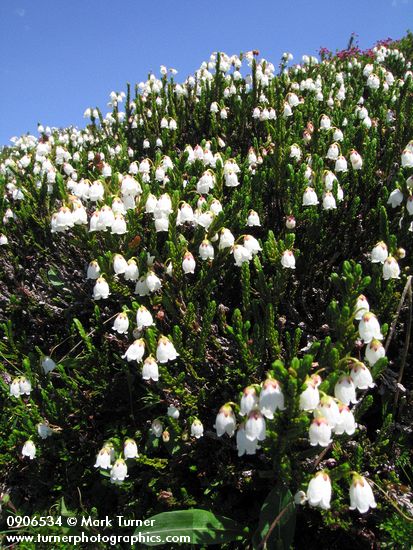 Cassiope mertensiana