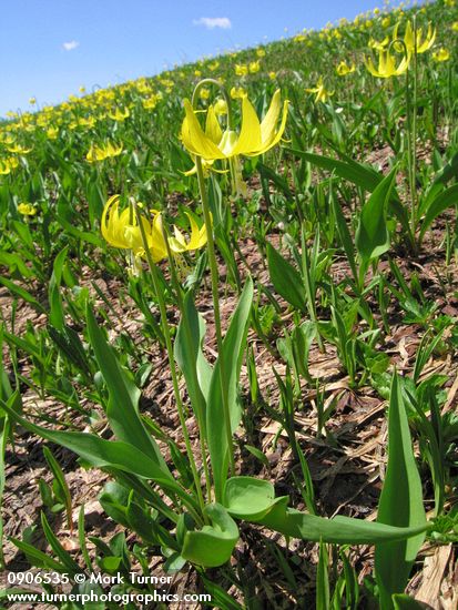 Erythronium grandiflorum