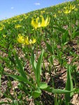 Glacier Lilies