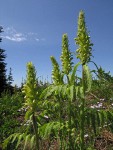 Towering Lousewort